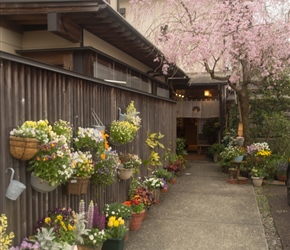 The Ryokan we stayed in had a lovely floral display at the entrance, definately helped by the blossom