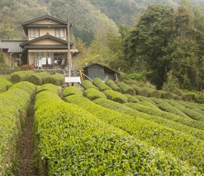 Small tea plantation
