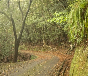 Just after Iburi, the route took us along a narrow tree lined lane following the walking route