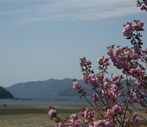 Blossom and the sea