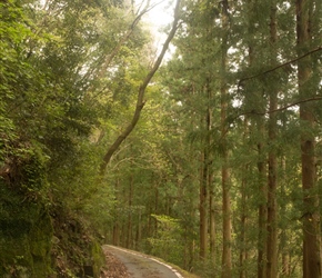 Many of the roads along the Shimanto River were a delight. Scenic and narrow enough to keep them quiet