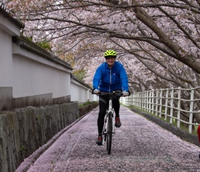 Sue cycles the Cherry Blossom laden path in Omishimafuji Park