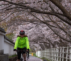 Gillian cycles the Cherry Blossom laden path in Omishimafuji Park
