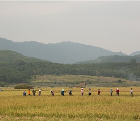 Rice Harvesters, all done by hand