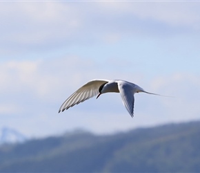 Arctic Tern in flight at Dverberg
