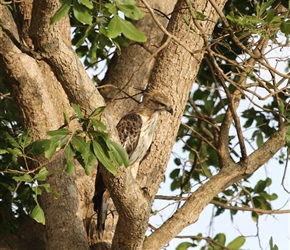 Crested Hawk in Uda Walawe National Park
