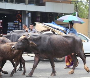 These buffalo were just driven through the centre of Embilipitiya