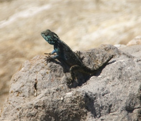 Lizard at Stony Point