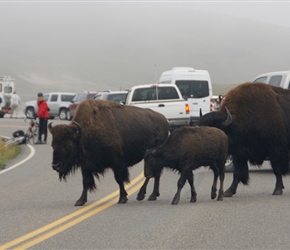 Bison crossing the road in the Haydon Valley, producing quite a vehicle jam