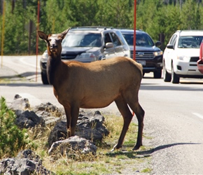 Female Elk causes a road block