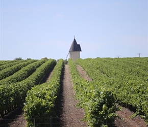 Vineyards and a tower