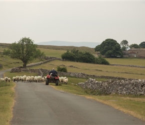 Herding Sheep along Udale lane